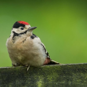 Redwell   June   2016 (345 Of 659).jpg